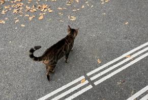 Alerta de Hallazgo Gato  Desconocido Genève Suiza