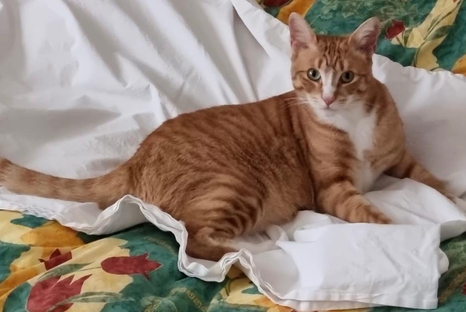 Alerta de Desaparición Gato Macho , 3 años Nendaz Suiza