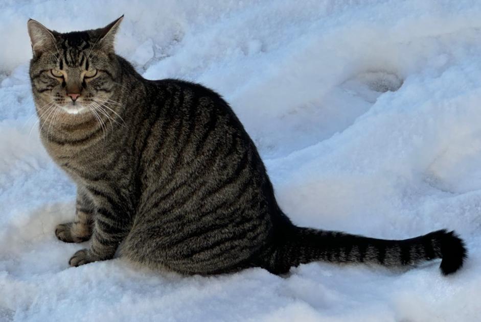 Alerta de Desaparición Gato Macho , 3 años Givisiez Suiza