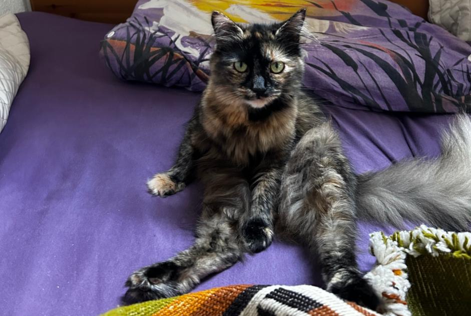 Alerta de Desaparición Gato Hembra , 3 años Val-de-Ruz Suiza