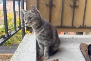 Alerta de Hallazgo Gato Desconocido Zürich Suiza