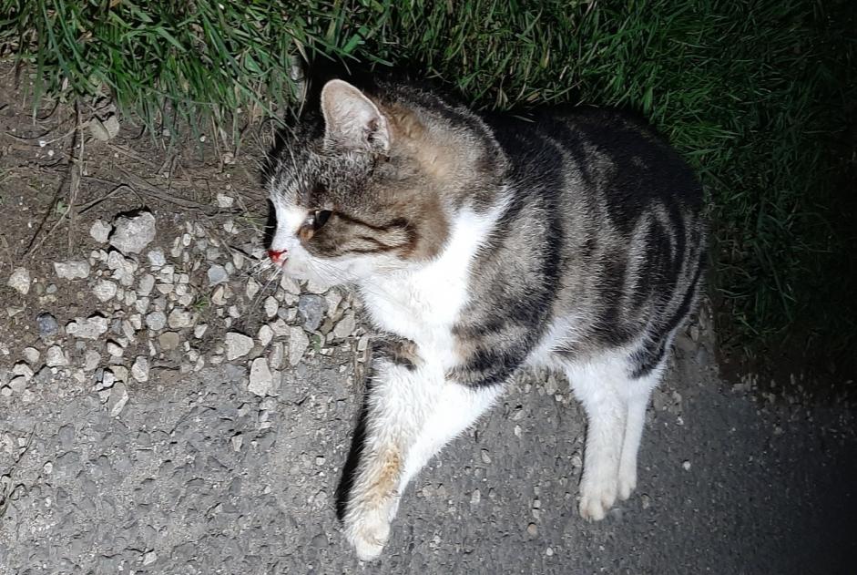 Alerta de Hallazgo Gato cruce Desconocido Baulmes Suiza