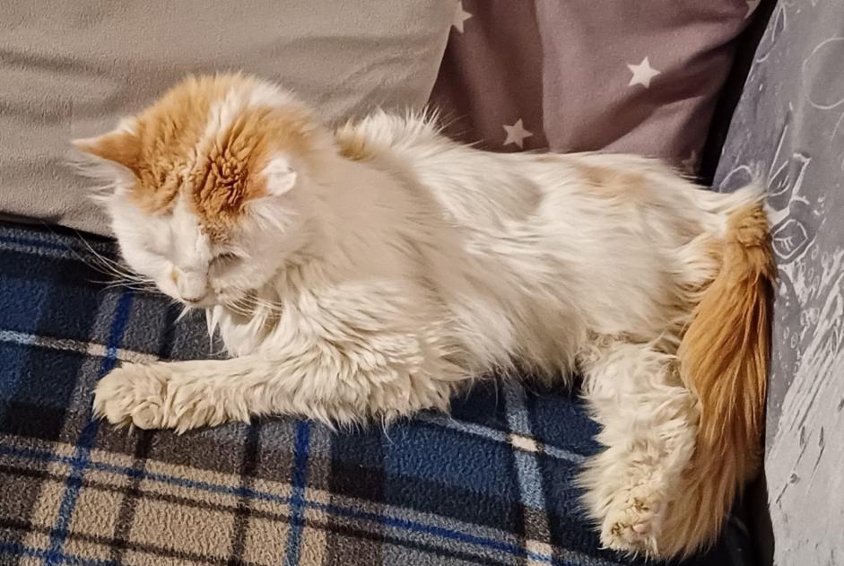 Alerta de Desaparición Gato Hembra , 16 años Savièse Suiza