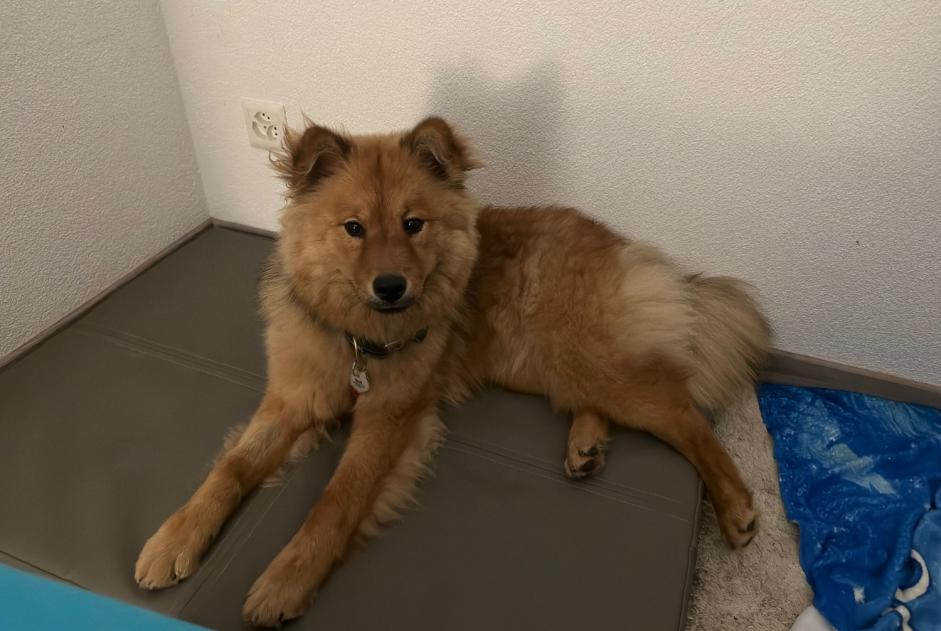 Alerta de Desaparición Perro  Hembra , 0 años Romanel-sur-Lausanne Suiza