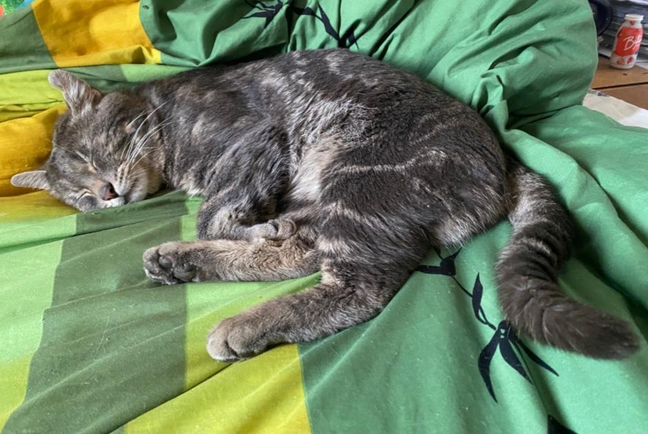 Alerta de Desaparición Gato  Macho , 5 años Lausanne Suiza