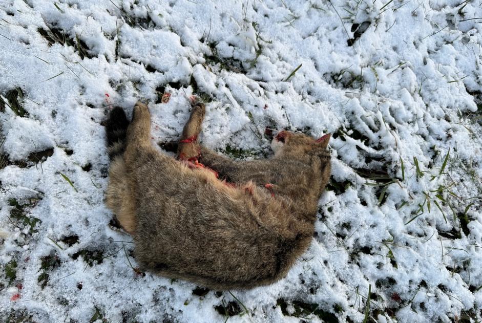 Alerta de Hallazgo Gato Desconocido Vully-les-Lacs Suiza