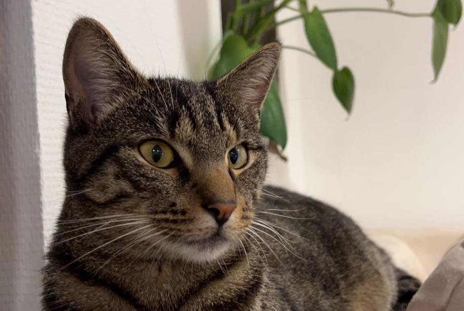 Alerta de Desaparición Gato Macho , 1 años Henniez Suiza