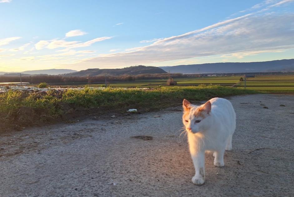 Alerta de Desaparición Gato Macho , 6 años Murten Suiza