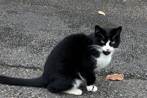 Alerta de Hallazgo Gato Desconocido Roche Suiza