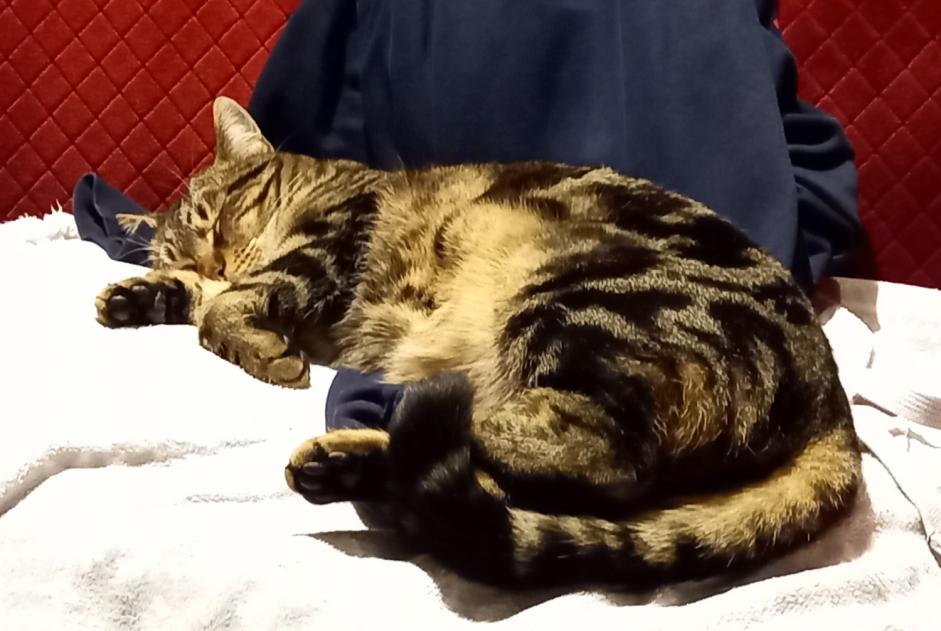 Alerta de Desaparición Gato Macho , 1 años Savièse Suiza