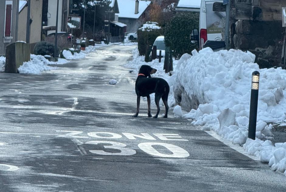 Alerta de Hallazgo Perro Desconocido Fully Suiza