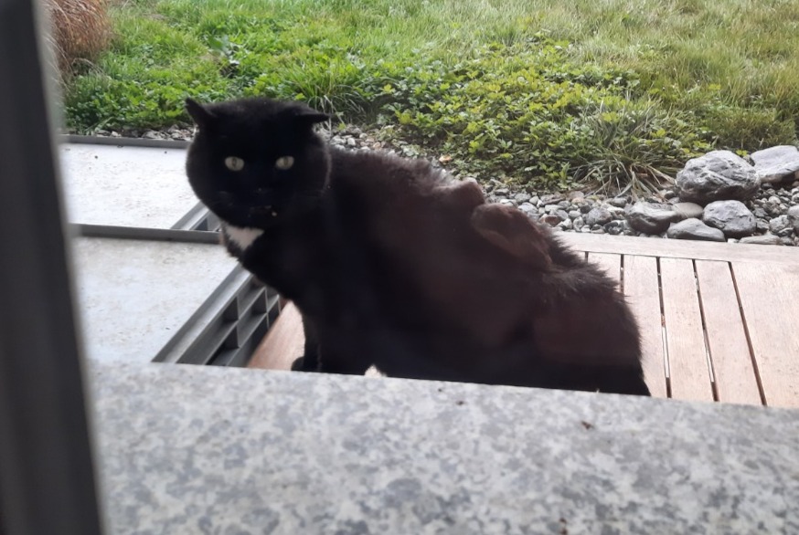 Alerta de Hallazgo Gato  Desconocido Ardon Suiza