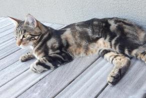 Alerta de Desaparición Gato Macho , 2 años Estavayer Suiza