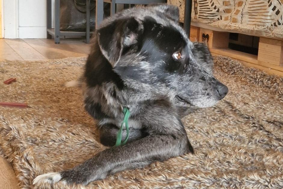 Alerta de Desaparición Perro cruce Macho , 3 años Crans-Montana Suiza