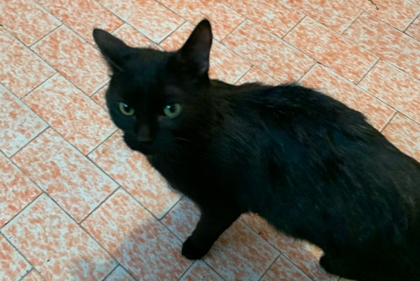 Alerta de Hallazgo Gato Desconocido Vex Suiza