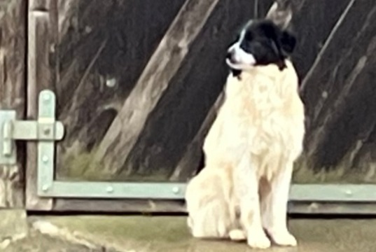 Alerta de Hallazgo Perro  Desconocido Le Bémont Suiza