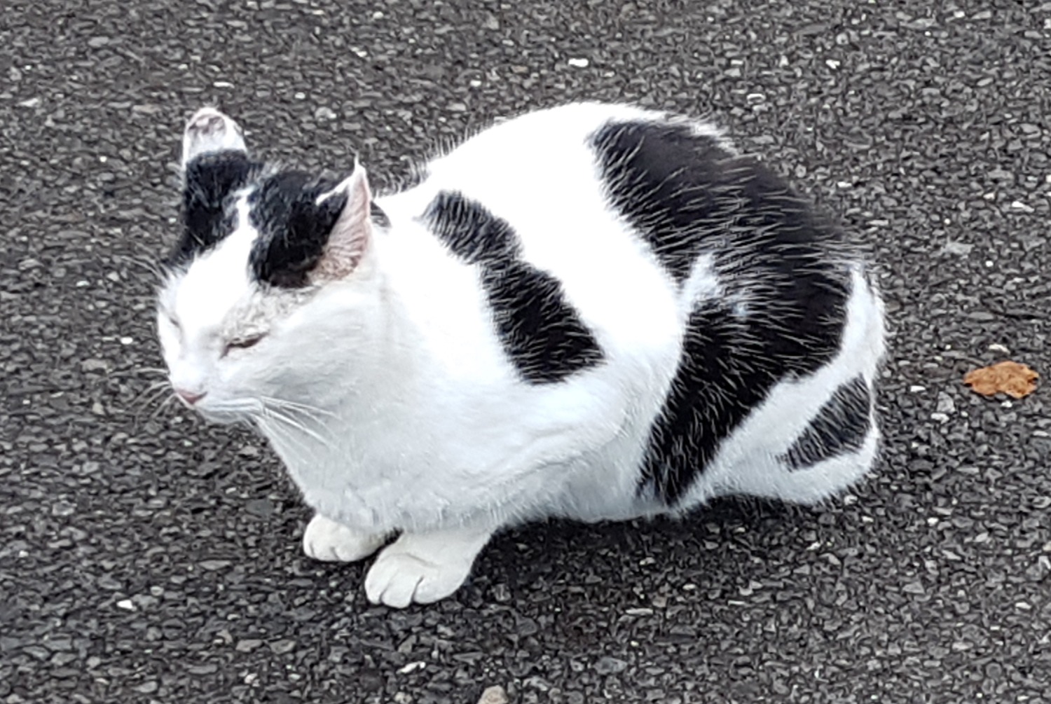 Alerta de Hallazgo Gato Desconocido , 2024 años Saxon Suiza