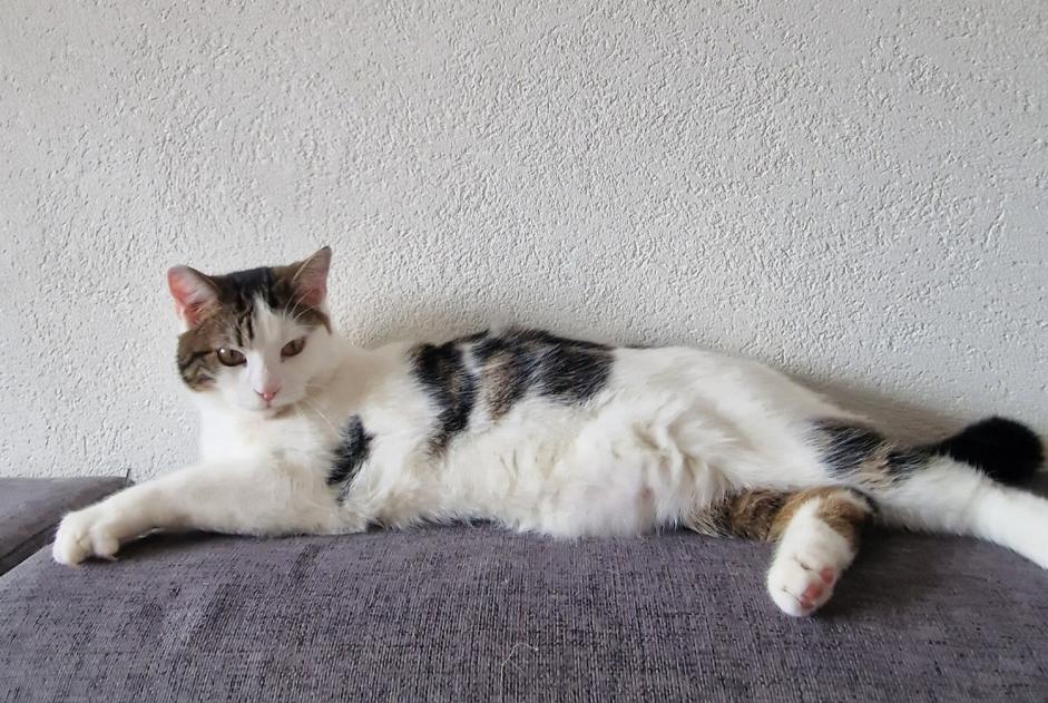 Alerta de Desaparición Gato  Macho , 1 años Blonay - Saint-Légier Suiza