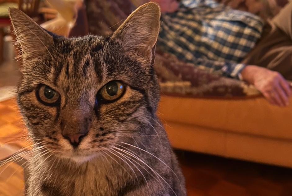 Alerta de Desaparición Gato cruce Hembra , 14 años Chalais Suiza