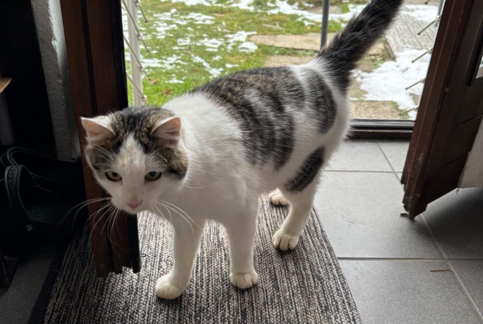 Alerta de Hallazgo Gato Macho Montagny Suiza