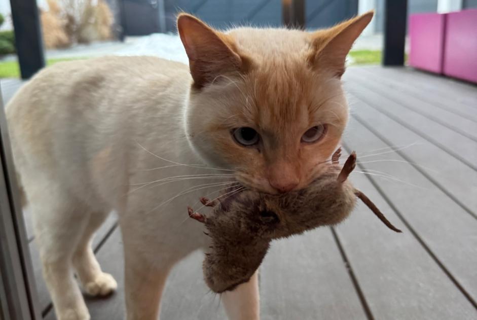 Alerta de Desaparición Gato cruce Macho , 3 años Isérables Suiza