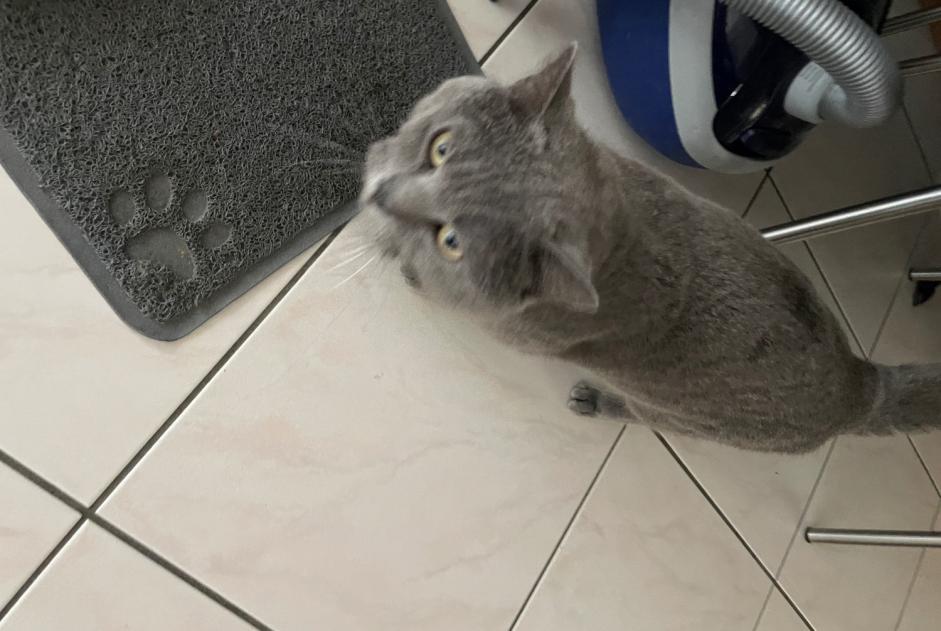 Alerta de Desaparición Gato  Macho , 6 años Echandens Suiza