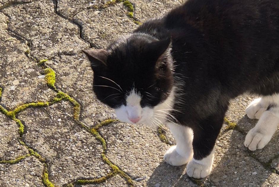 Alerta de Hallazgo Gato Desconocido Yverdon-les-Bains Suiza