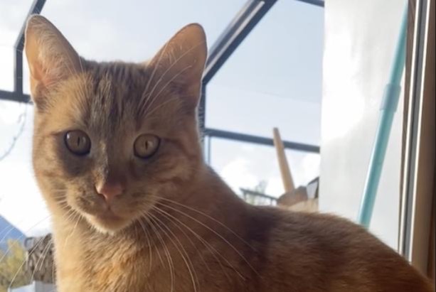 Alerta de Desaparición Gato Macho , 2 años Martigny Suiza