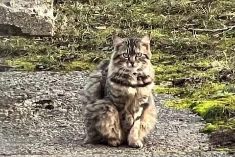 Alerta de Hallazgo Gato Desconocido , 2 años Genève Suiza