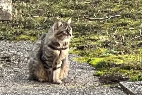 Alerta de Hallazgo Gato Desconocido , 2 años Genève Suiza