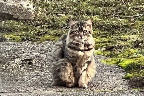 Alerta de Hallazgo Gato Desconocido , 2 años Genève Suiza