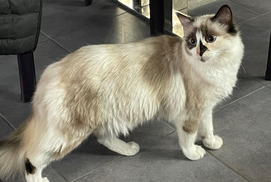 Alerta de Desaparición Gato  Hembra , 1 años Grandson Suiza