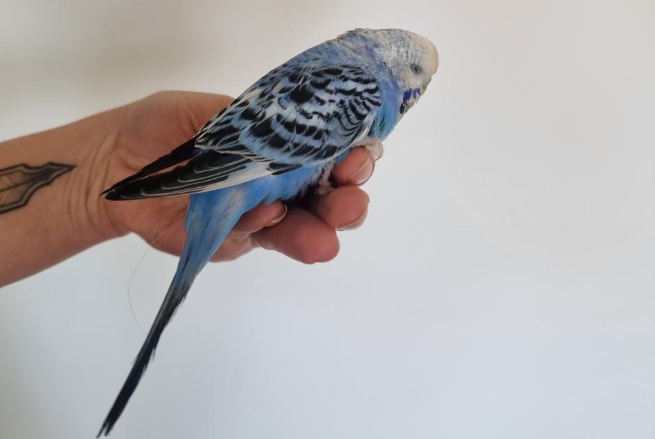 Alerta de Hallazgo Pájaro Desconocido Préverenges Suiza