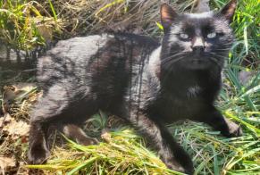 Alerta de Desaparición Gato  Macho , 1 años Madré Francia
