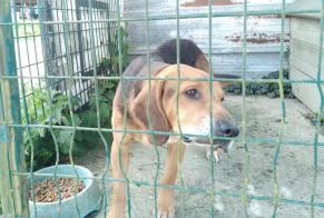 Alerta de Hallazgo Perro cruce Macho Briouze Francia