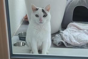 Alerta de Hallazgo Gato  Hembra Cortaillod Suiza