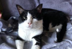 Alerta de Desaparición Gato  Macho , 6 años Martigny Suiza