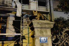 Alerta de Hallazgo Gato Desconocido Basel Suiza