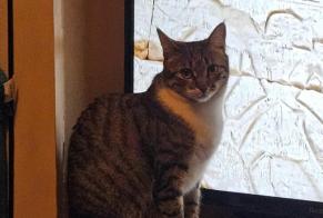 Alerta de Desaparición Gato  Hembra , 2 años Montreux Suiza