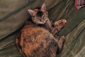Alerta de Desaparición Gato cruce Hembra , 11 años Lovatens Suiza