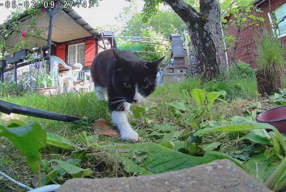 Alerta de Hallazgo Gato Hembra Vernier Suiza