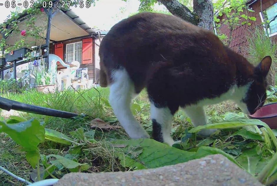 Alerta de Hallazgo Gato Hembra Vernier Suiza