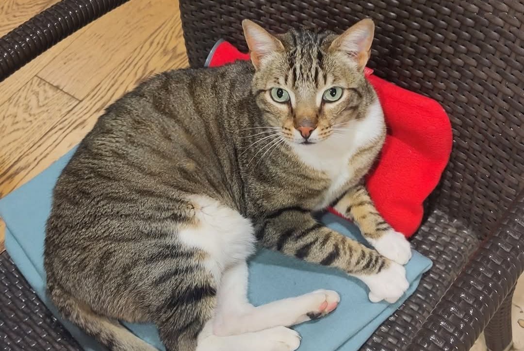 Alerta de Desaparición Gato Macho , 5 años Ferney-Voltaire Francia