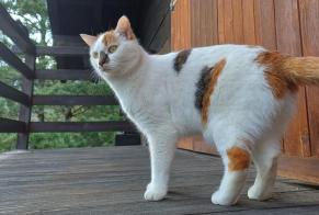 Alerta de Desaparición Gato  Hembra , 3 años Monthey Suiza