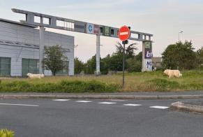 Alerta de Hallazgo Perro Macho Saint-Cyr-sur-Loire Francia