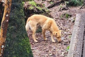 Alerta de Hallazgo Perro cruce Macho La Possession Francia