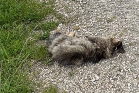 Alerta de Hallazgo Gato Desconocido Gampelen Suiza