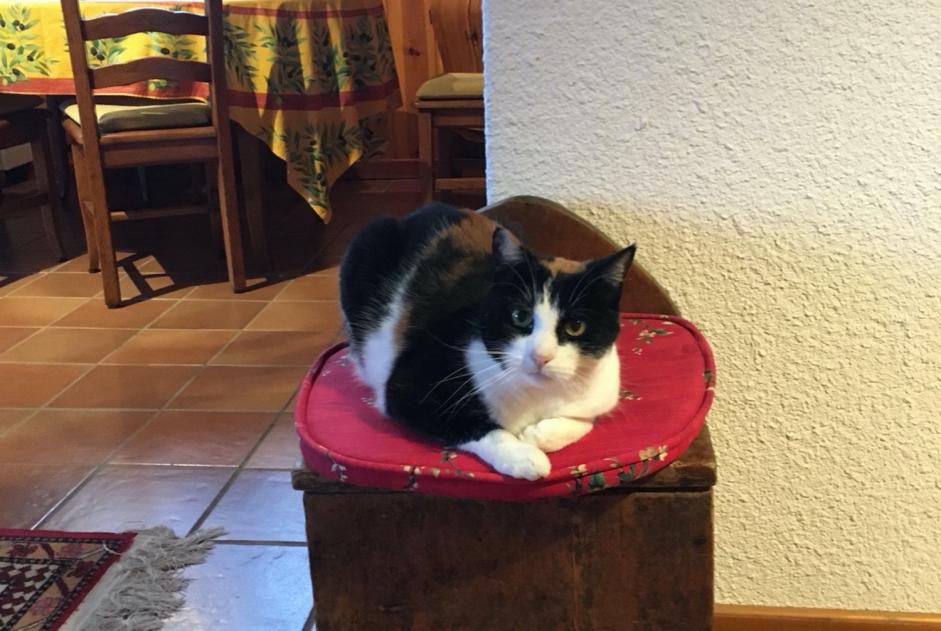 Alerta de Desaparición Gato Hembra , 12 años Morges Suiza