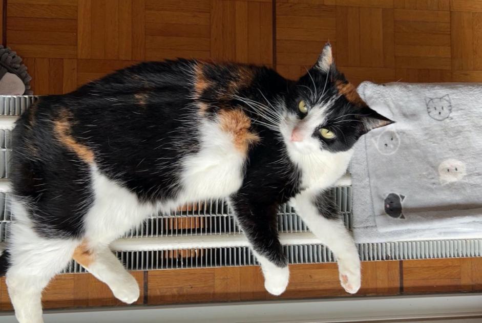 Alerta de Desaparición Gato Hembra , 12 años Morges Suiza