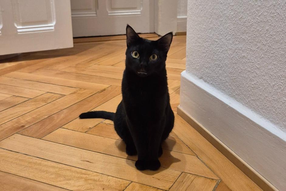Alerta de Desaparición Gato  Macho , 1 años Genève Suiza
